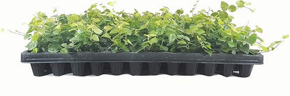 Creeping Fig Plant Ficus Pumila Climbing Vine - 30 Live Fully Rooted Plants