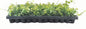 Creeping Fig Plant Ficus Pumila Climbing Vine - 30 Live Fully Rooted Plants