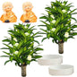 Brazilian Lucky Wood Plant, Brazilian Wood with Energy Crystals, Low-Light Office, Bedroom Decor, Home Good Luck Decor (Two Yellows)