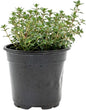 1 Live Lemon Thyme Plant (Thymus Citriodorus) – Aromatic Perennial Herb, Thriving in 4" Nursery Pot