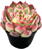 Live Succulent Echeveria 'Firrefly', Approx 2-inch Large, Potted Succulents, Fully Rooted, Easy Care House Plants