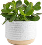 Costa Farms Jade Live Plant in Decorative Pot, Succulent Indoor Houseplant, Perfect for Home, Room, or Office Decor, Great House Warming or Birthday Gift, 4-6 Inches Tall