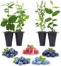 Blueberry Plants Collection (4 Pack) Edible Fruit Plant from Our Optimal Picks | Easy to Grow Plants for Sustainable Living | Grow Your own Food on Your Edible Organic Garden | Live for Planting |