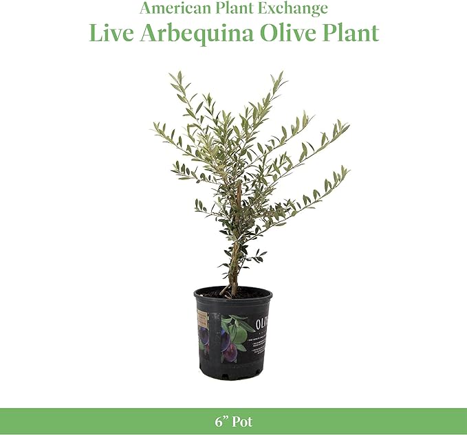 American Plant Exchange Arbequina Olive Tree – Live 7.5-Inch Pot, Fruit Bearing Tree, Cold Hardy Edible Variety for Containers, Patios, and Mediterranean-Inspired Gardens