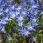 Glory of The Snow Flower Bulbs – 15 Chionodoxa Bulbs | Purple, Blue & White Star-Shaped Blooms | Early Spring Perennials for Fall Planting | Easy to Grow – Zones 3–8 – Great Garden Gift