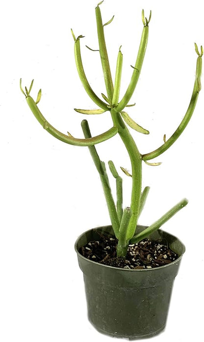 Pencil Cactus - Live Plant in a 4 Inch Pot - Euphorbia Tirucalli - Beautiful Indoor Succulent Houseplant