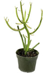 Pencil Cactus - Live Plant in a 4 Inch Pot - Euphorbia Tirucalli - Beautiful Indoor Succulent Houseplant