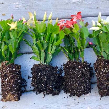 True Thanksgiving Cactus Plant Live in 4" Pot, Ready to Bloom, Holiday Christmas Cactus Plants Live, Vibrant Blooms (Peachy Yellow)