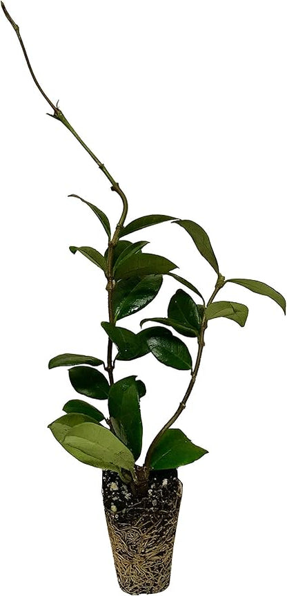 Jasmine Confederate | 10 Live Plants | Trachelospermum Jasminoides | Fragrant Easy to Grow Vine Showy Blooms