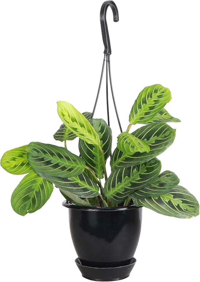 Thorsen's Greenhouse Lemon Lime Prayer Plant, Live Indoor Plant, Pet Friendly, Attractive Houseplant, Lemon Maranta, Natural Air Purifier, Easy to Grow, 4" Diameter Pot (Black - Hanging)