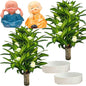 Brazilian Lucky Wood Plant, Brazilian Wood with Energy Crystals, Low-Light Office, Bedroom Decor, Home Good Luck Decor (Yellow+Blue)