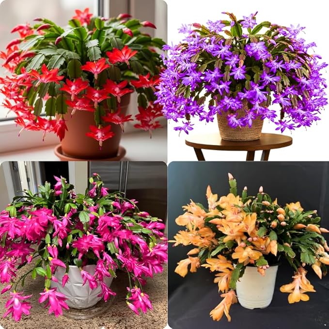 2 Random Christmas Cactus Plants Live, True Thanksgiving Cactus Live Size 6-9" Inches Tall, Ready to Blooms, Holiday Houseplant, Cold Hardy, Bloom in Winter