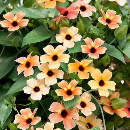 Outsidepride Spanish Eyes Thunbergia Black Eyed Susan Seeds - 20 Pcs Annual, Climbing Vine Flower Seeds for Planting Peachy Gold Blooms for Low Maintenance Gardens, Containers, Trellis & Fences