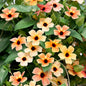 Outsidepride Spanish Eyes Thunbergia Black Eyed Susan Seeds - 20 Pcs Annual, Climbing Vine Flower Seeds for Planting Peachy Gold Blooms for Low Maintenance Gardens, Containers, Trellis & Fences