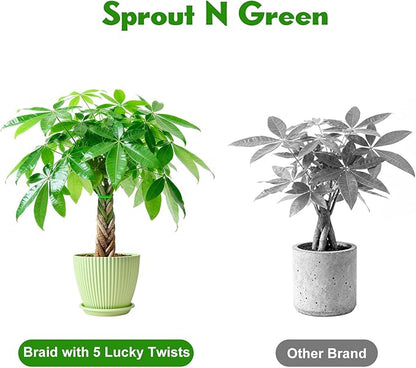 Sprout N Green Small Money Tree with 5 Lucky Braid, Live Plant with Green Stripe Pot, Decoration for Indoor Home Office Tabletop Windowsill Side Table, Housewarming Christmas Gift, 8-10" Tall