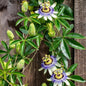 Blue Passion Flower Plant - Blue Passion Flower Vine Live Plant - Size 5 to 7 Inch Tall, Passiflora Flowers Starter Plant, Without Pot