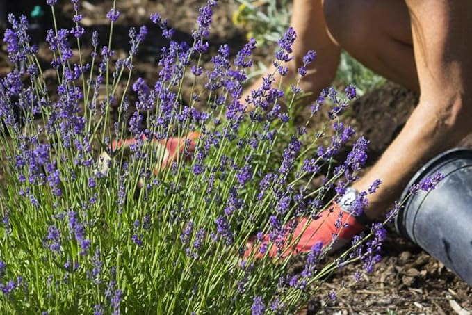 Gardenera Lavender Planting Mix - Promote Healthy Root Development and Aromatic Flowers - 4 QUARTS