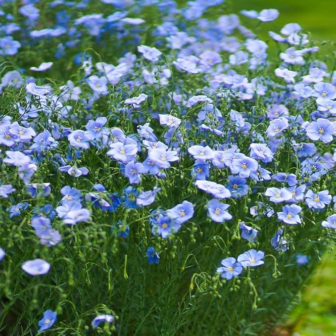Outsidepride Blue Flax Seeds - 5000 Pcs Perennial Flower Seeds for Planting, Self-Seeding, Drought-Tolerant w/Compact Growth, Ideal for Small Gardens, Meadows, Borders, or Mass Plantings