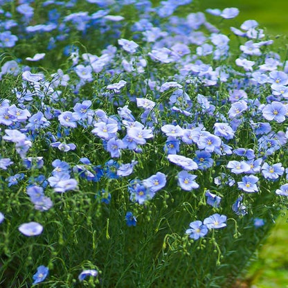Outsidepride Blue Flax Seeds - 5000 Pcs Perennial Flower Seeds for Planting, Self-Seeding, Drought-Tolerant w/Compact Growth, Ideal for Small Gardens, Meadows, Borders, or Mass Plantings