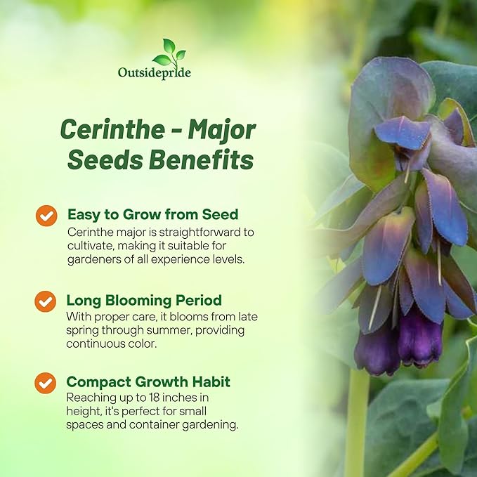 Outsidepride Cerinthe Major Honeywort Seeds - 50 Pcs. Annual, Self-Sowing & Easy to Grow, Flower Seeds for Planting, Vibrant Purple-Blue Tube-Like Blooms for Garden Beds, Borders & Container Displays