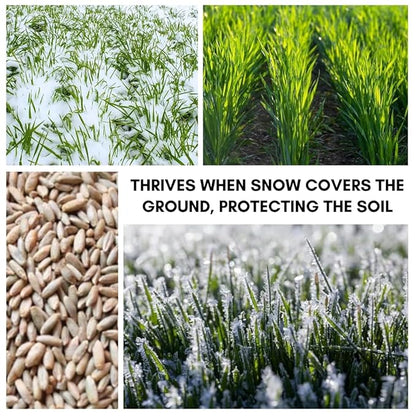 Rye Grain Seeds – 5 lbs – Open-Pollinated Cover Crop and Forage Mix for Soil Improvement, Erosion Control, and Deer Food Plots