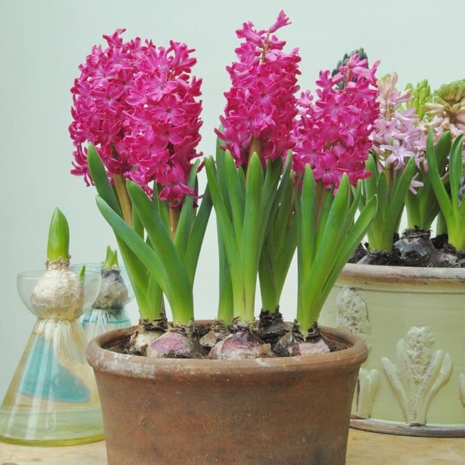 Jan Bos Pink Hyacinth Bulbs - 8 Bulbs