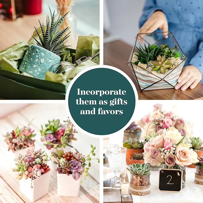 Shop Succulents Assorted Succulent Plant Pack Bulk Collection - Live Mini Succulent Plants, Low Maintenance, Mixture of Colors & Textures - Wedding and Party Favors, Gift & Garden, Pack of 20