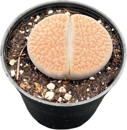 Sprout N Green 1-1.5in Lithops hookeri v. hookeri, 3 Years Old Rare Living Stone Plant Fully Rooted in Pot, Cute Potted Succulents House Pebble Plant, Great for Terrarium Arrangement, DIY Project