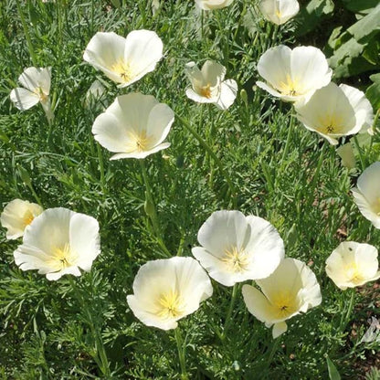 Outsidepride White Linen California Poppy Seeds - 5000 Pcs Annual, Low Maintenance & Drought Tolerant Wildflower Seeds for Planting Vibrant Spring Blooms for Pollinator Gardens & Wildlife Habitats