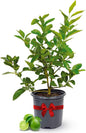 Persian Lime Plant Fruit Trees 18-22" Tall - Fruit Live Trees Plants, Outdoor Plants, Citrus Tree Pots for Housewarming Gift, Persian Garden, Cannot Ship: CA,AZ,TX,LA, Indoor Tree Live by Via Citrus
