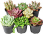 Sprout N Green Live Succulent Plants, 8 Pack Assorted Real Succulents Potted in 2" Starter Pot with Soil Mix, Rare Small Indoor House Plants for Home Garden Wedding Decor Party Favor