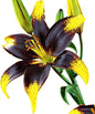 Easy to Grow Lilium Asiatic Tango Lily 'Lionheart' Plant Bulbs (3 Pack) - Black & Yellow Flowering Blooms in Summer Gardens