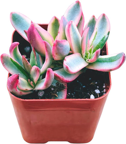 Succulents Plants Live 2inch Live Mini Succulent Plants, Easy Care House Plants Rooted in Succulent Soil Mix, by The Succulent Cult (Crassula 'Candy Cane', 2 Inch)