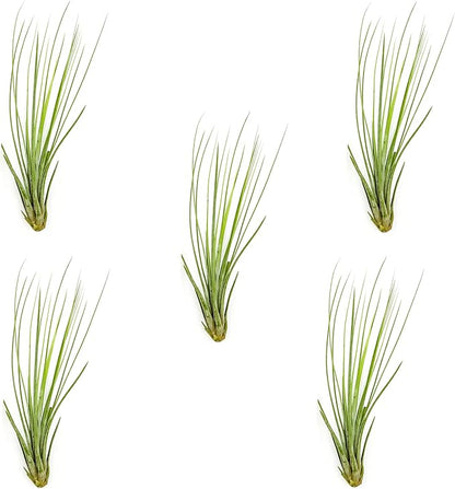 ragnaroc Air Plants - Tillandsia Juncea, Jumbo 8-12" - 5ct - Live Arrival Guaranteed - House Plants for Home Decor & Gift