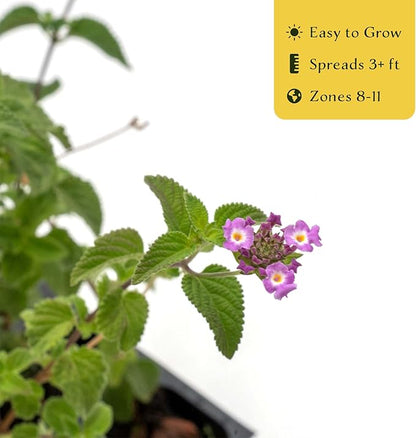 3 Lavender Lantana in 2.5” Nursery Cubes (Lantana montevidensis) | Trailing Live Evergreen Shrub for Containers & Landscapes | Ready-to-Plant Live Starter Plants