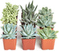 Shop Succulents Blue & Green Succulent Plant Pack Collection - Live Mini Succulent Plants, Low Maintenance, Mixture of Textures - Wedding and Party Favors, Gift & Garden, Pack of 9