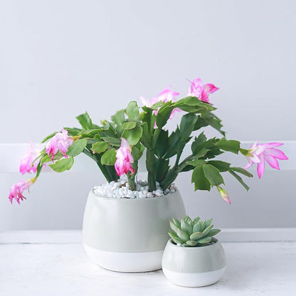 Christmas Cactus Thanksgiving Cactus (4 inch + Minimalist Pot) - Red/Pink/White Zygocactus - Holiday Decorating with Cacti and Succulents - Christmas Gift Ideas 2025