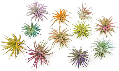 Purple Colorful Tillandsia Air Plants - Long Lasting Color Enhanced Live Tillandsia Succulent House Plants - Home and Garden Decor - Easy Care Indoor and Outdoor (Ionantha Rubra, Pack of 3)