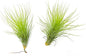 ragnaroc Air Plants - Tillandsia Andreana, Large 4-6" - 2ct - Live Arrival Gauranteed - House Plants for Home Decor & Gift