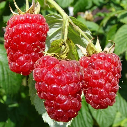 Set 2 Caroline Red Raspberry Plants Live, Raspberry Trees Live Plants, Raspberry Seedlings, 5-9 Inc, Raspberry Fruits Trees