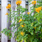 Set 2 Fragrant Honeysuckle Plants Live, Live Honeysuckle Plants 5-9" Tall Vines Bushes Climbing for Planting (Yellow Mango Cape)