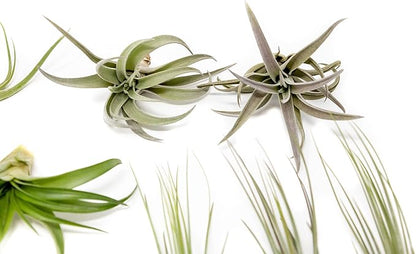 12 Pack of Classic Air Plants Variety - Live Succulent House Plants - Available in Wholesale and Bulk - Home and Garden Decor - Easy Care Indoor/Outdoor Air Plant