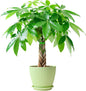 Sprout N Green Small Money Tree with 5 Lucky Braid, Live Plant with Green Stripe Pot, Decoration for Indoor Home Office Tabletop Windowsill Side Table, Housewarming Christmas Gift, 8-10" Tall