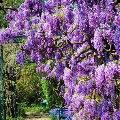 American Wisteria Tree Live Plant, 6 to 12 Inch Tall, Wisteria Vine Live Plant, Fragrant Wisteria Flowers Potted
