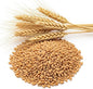 Wheat Cover Crop Seeds | Made in USA (25 Pounds)
