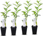 Night Blooming Jasmine Live Plant - Cestrum Nocturnum. Fragrant Flowering Shrub for Garden, Patio or Window (4 ngt.jas Cups)