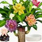 Brazilian Lucky Wood Plant for Home & Office Decor, Brazilian Wood Houseplant Kit Lucky Plants for Good Luck in The Home, Natural Air Cleaner for Bedroom (Black)