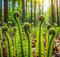 Fiddlehead Fern Plant Rootstock - Easy to Grow - Hardy Perennial Ferns (1 Plant)