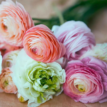 Eden Brothers Ranunculus Bulbs - Bridal Mix