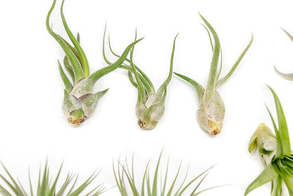 12 Pack of Classic Air Plants Variety - Live Succulent House Plants - Available in Wholesale and Bulk - Home and Garden Decor - Easy Care Indoor/Outdoor Air Plant